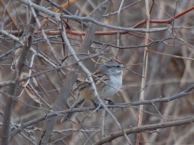 Tree Sparrow_7147a.jpg
