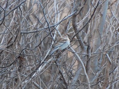 Tree Sparrow_7151a.jpg