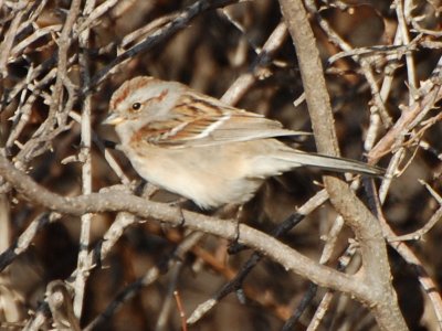 Tree Sparrow_7157a.jpg