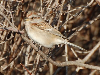 Tree Sparrow_7159a.jpg