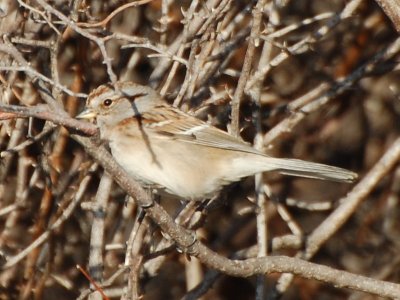 Tree Sparrow_7160a.jpg