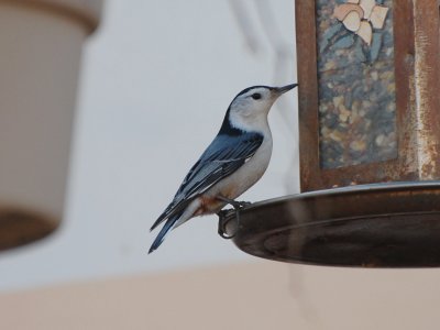 Nuthatch P01_8287a.jpg