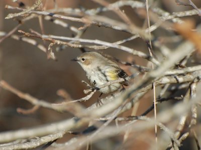 YR Warbler P04_8294a.jpg