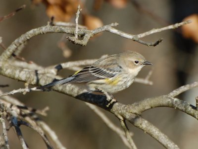YR Warbler P06_8303a.jpg