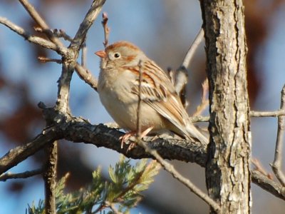 Field Sparrow P07_8332a.jpg