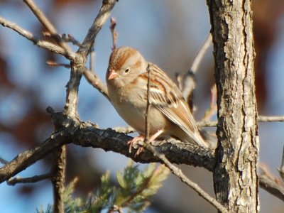 Field Sparrow P08_8334a.jpg