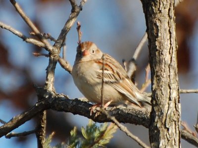 Field Sparrow P09_8331a.jpg