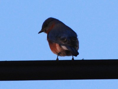 Bluebird P10_8345a.jpg
