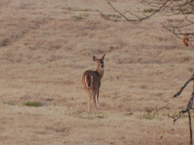 Deer P11_8346a.jpg
