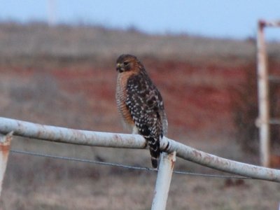 RS Hawk P12_8351a.jpg