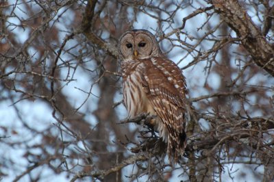 Barred Owl P13_8357a.jpg
