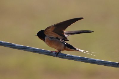 Barn Swallow_0195.jpg