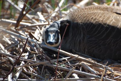 Canada Goose on Nest_0204.jpg