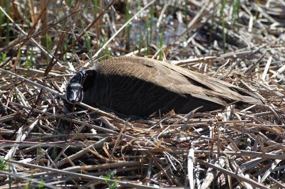 Canada Goose on Nest_0206.jpg