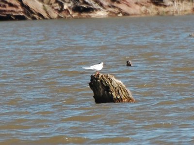 Common Tern?_0210.jpg