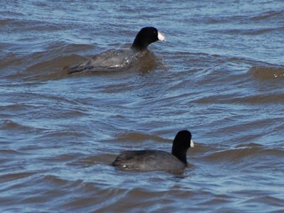American Coots_0211.jpg