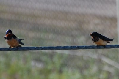 Barn Swallows_0218.jpg