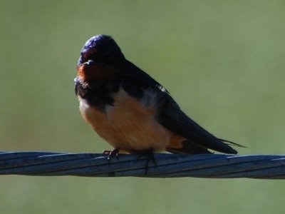 Barn Swallow_0226.jpg