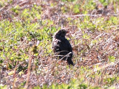 Unidentified Sparrow #1_0228.jpg