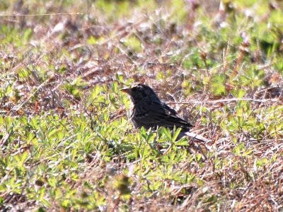 Unidentified Sparrow #1_0235.jpg