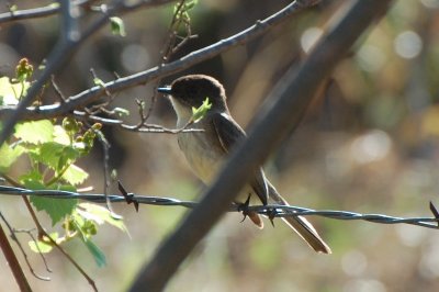 Eastern Phoebe_0252.jpg