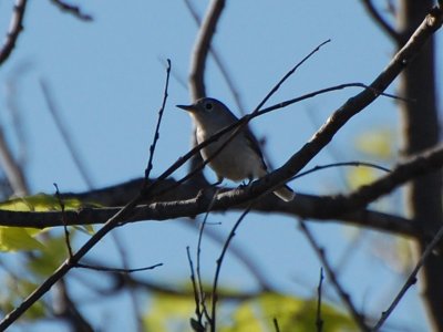 Blue-Gray Gnatcatcher_0263.jpg