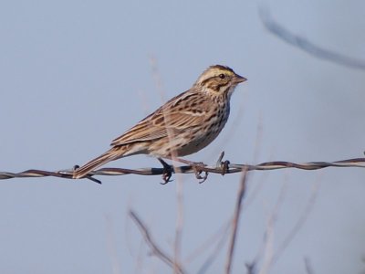 Savannah Sparrow?_0270.jpg