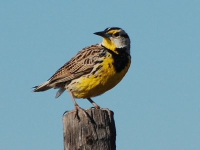 Eastern Meadowlark_0282.jpg