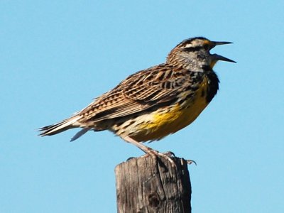 Eastern Meadowlark_0291.jpg