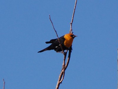 Yellow-Headed Blackbird_0299.jpg