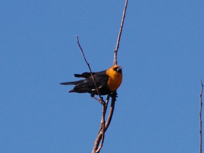 Yellow-Headed Blackbird_0301.jpg