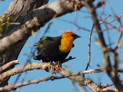 Yellow-Headed Blackbird_0308.jpg