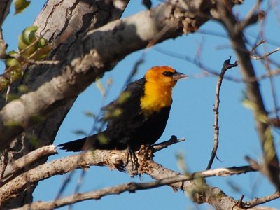 Yellow-Headed Blackbird_0309.jpg