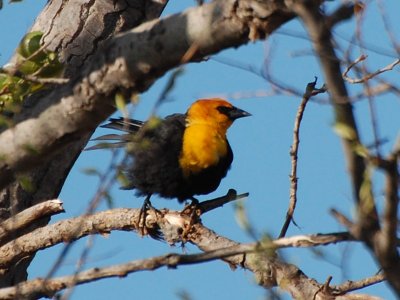 Yellow-Headed Blackbird_0313.jpg