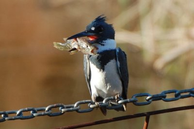 Belted Kingfisher_0325.jpg