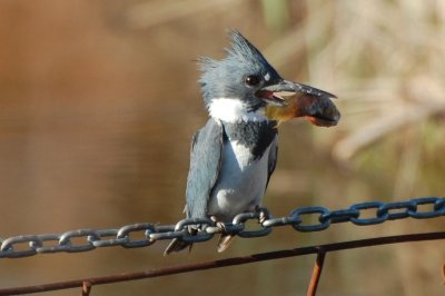 Belted Kingfisher_0329.jpg