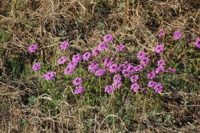 Wild Verbena_0335.jpg