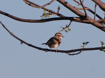 Lark Sparrow_0340.jpg
