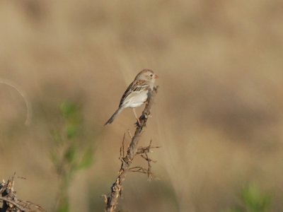 Field Sparrow?_0354.jpg