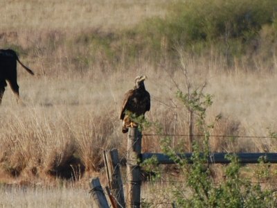 Juvenile Bald Eagle_0372.jpg