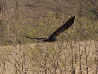 Juvenile Bald Eagle_0374.jpg