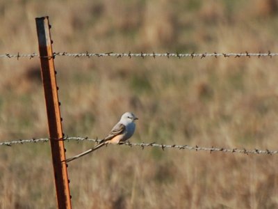 Scissor-tailed Flycatcher_0384.jpg