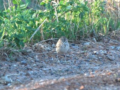Young Lark Sparrow?_0388.jpg