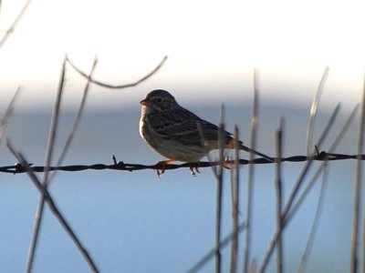 Unidentified Sparrow #2_0398.jpg