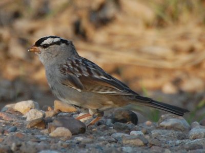 White-Crowned Sparrow_0435.jpg