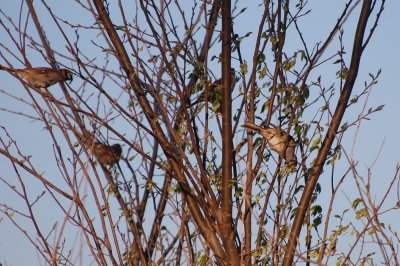 White-Crowned Sparrows_0441.jpg