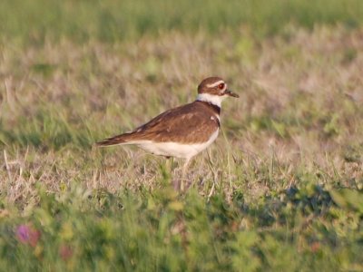 Killdeer_0499.jpg