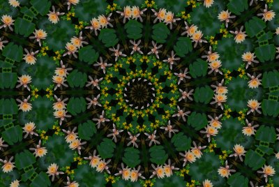 Kaleidoscope Waterlily