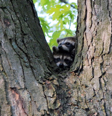 DSC_0060.JPG
