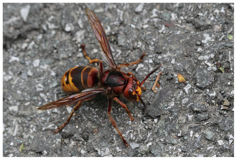 Vespa crabro